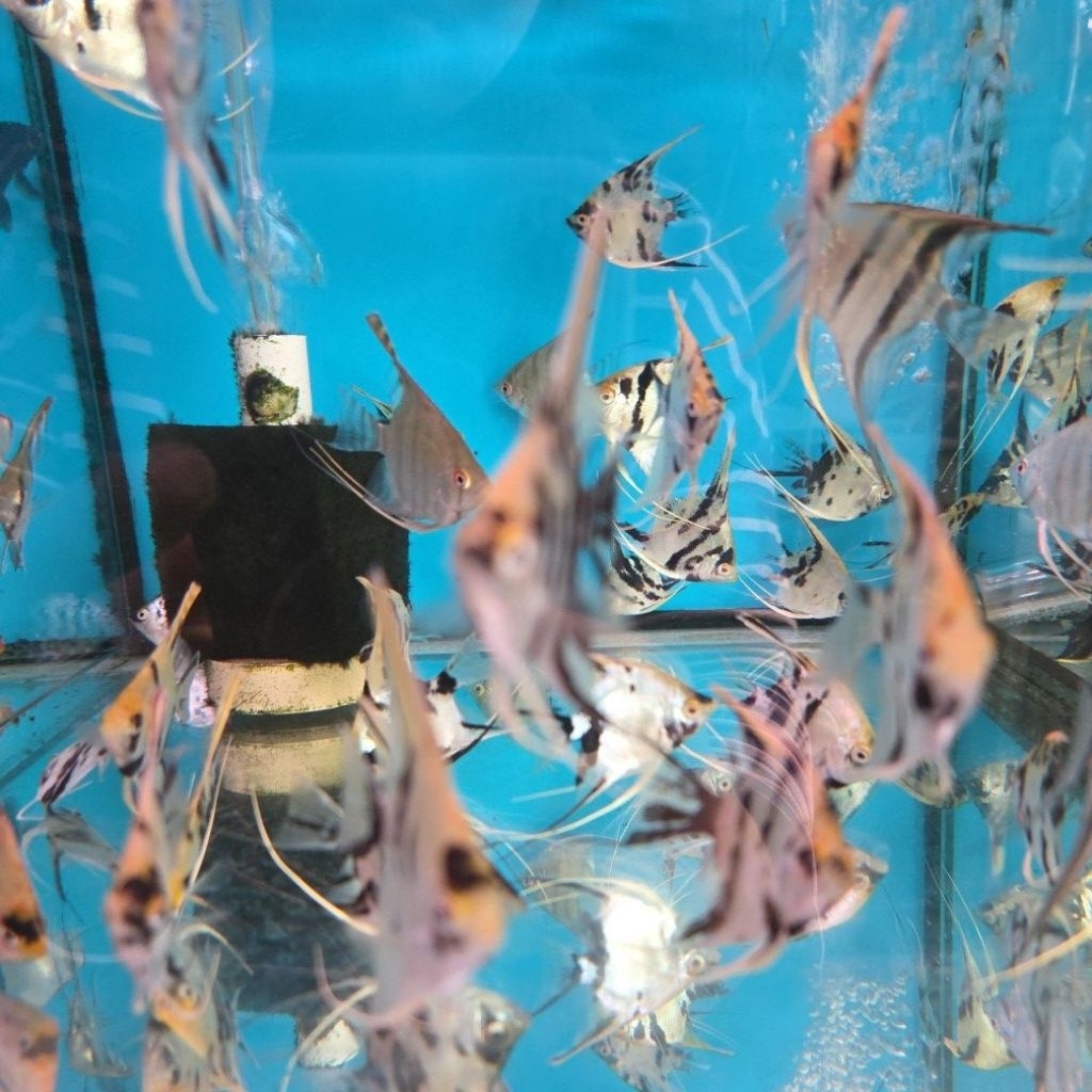 ikan manfish tricolor