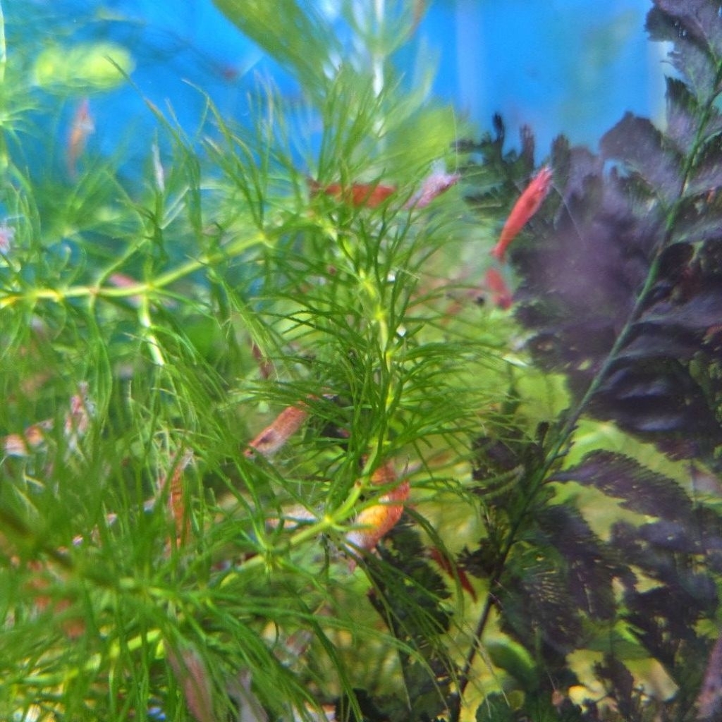 udang hias red cherry