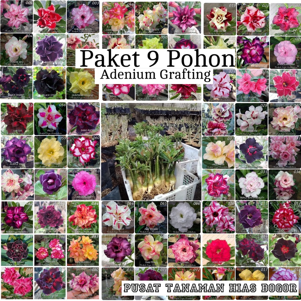 Paket 9 Tanaman Hias Adenium / bunga adenium grafting / paketan adenium bunga tumpuk