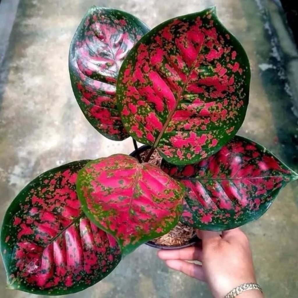 Tanaman hias aglaonema bibit red spider