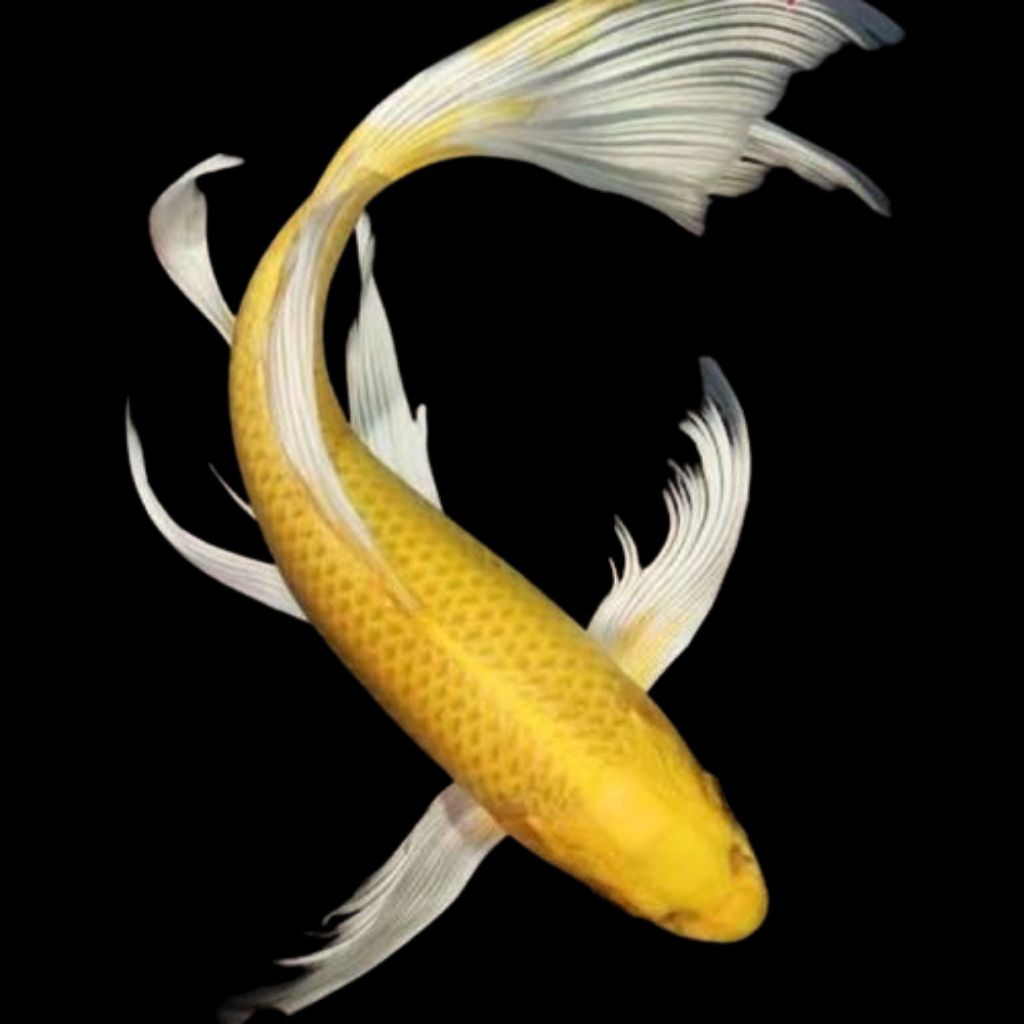 koi ogon slayer size 15-20 cm hiasan aquarium dan kolam