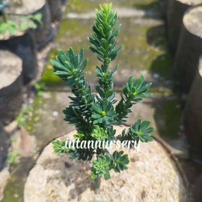 Tanaman Lohansung Air Brush - Lohansung Super Micro - Tanaman Bahan Bonsai