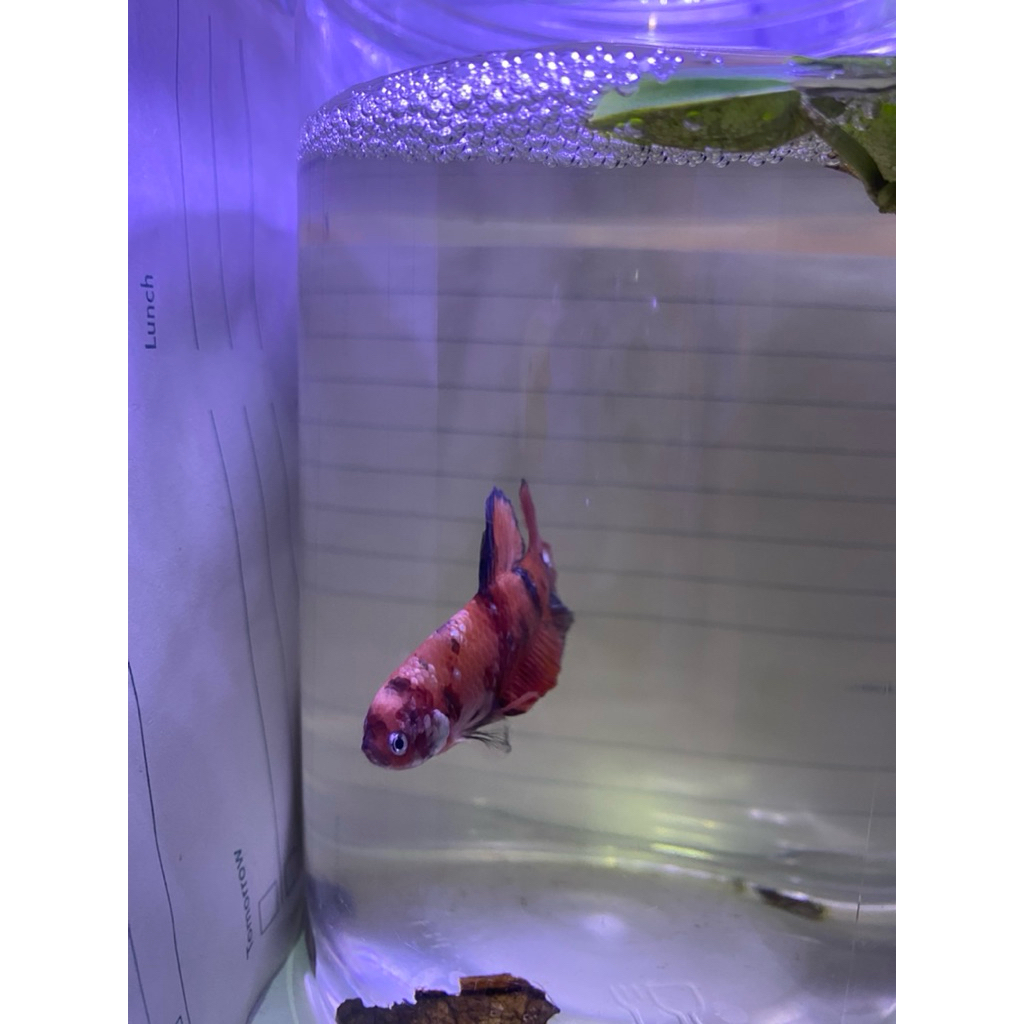 Ikan Hias Cupang Bagus