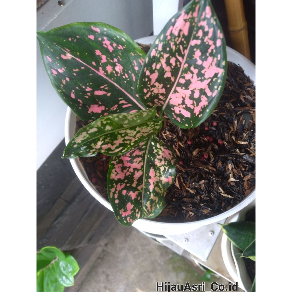 HijauAsri_Co.id Tanaman Hidup Aglonema Pink Dalmantion Siap Tanam