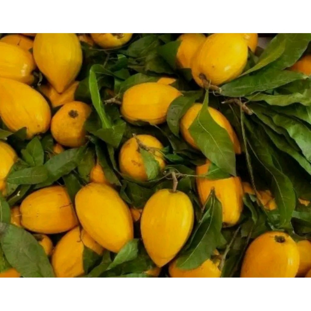 sawo belanda/sawo mentega (alkesa) manis