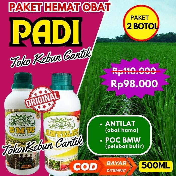 Padi Anda Mau Rebah? Bantu Dengan Paket Pupuk Padi POC BMW + ANTILAT Bikin Tumbuh Subur dan Bebas Ha