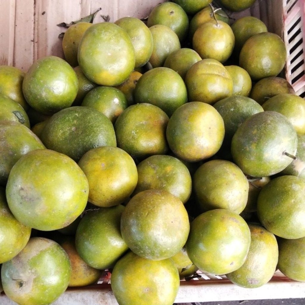 Jeruk Siam Madu Malang