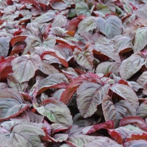 800 Benih Biji Bayam RED