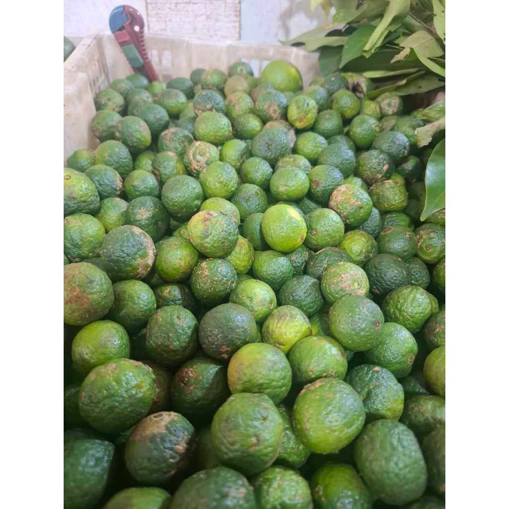 Jeruk limau | limo 1 Kg Ukuran Kecil Baso Aci| isi 100-130 per kg