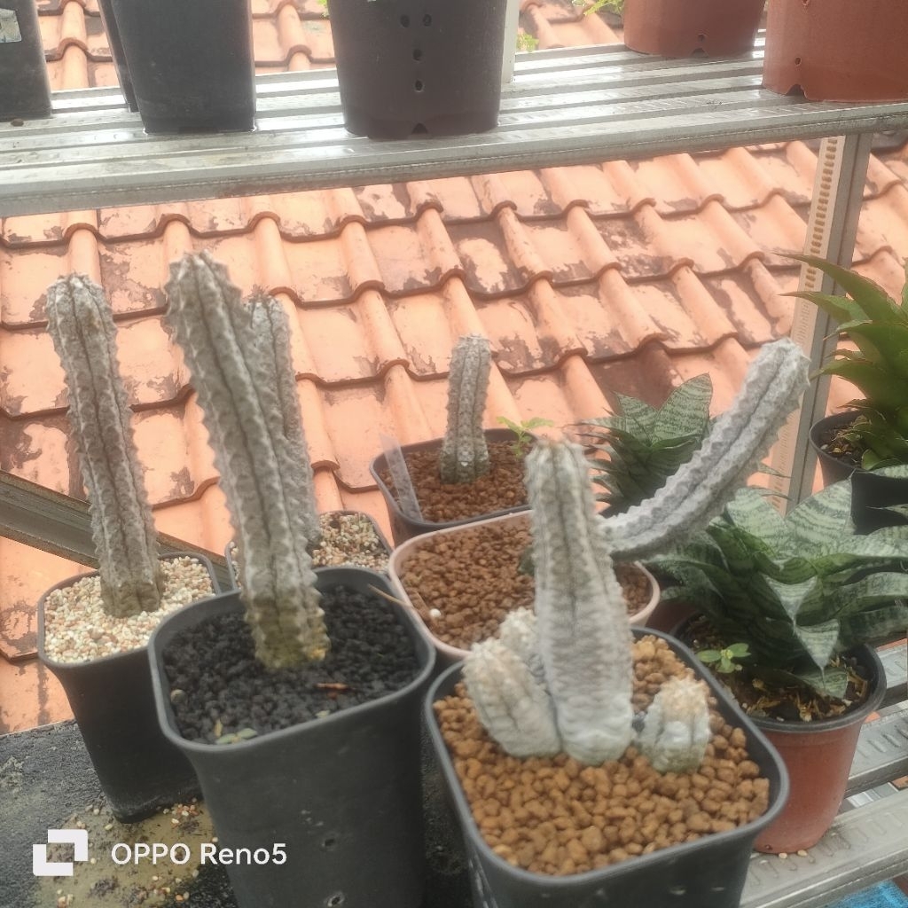 euphorbia abdelkur silver