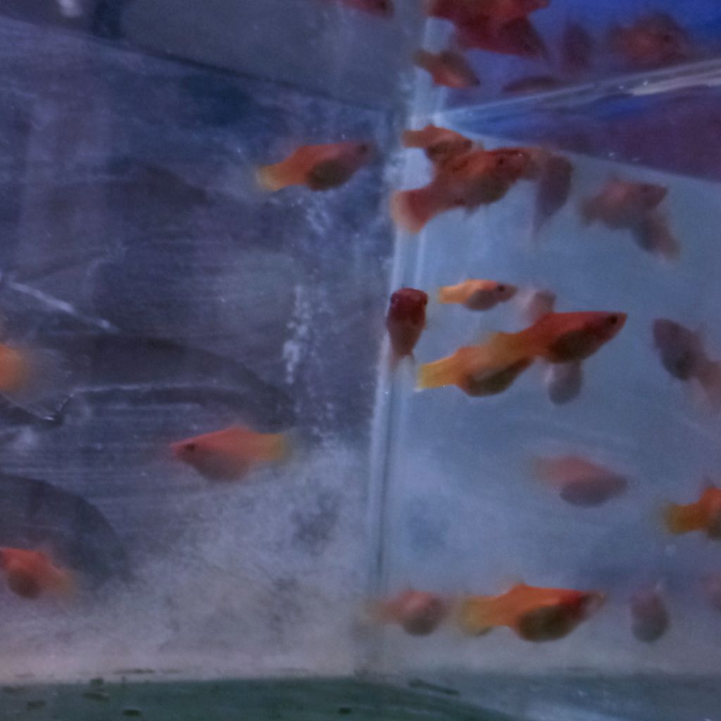 Ikan Hias Platy Red Coral Remaja Siapan Indukan - Kondisi Sehat, Tanpa Penyakit, Aman untuk Dibudida