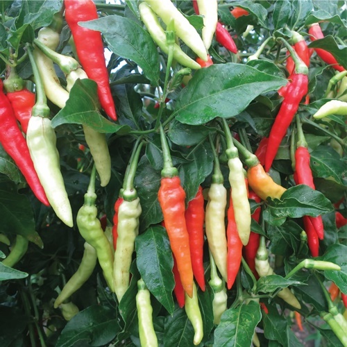 25 Benih Biji Cabe Rawit SIGANTUNG