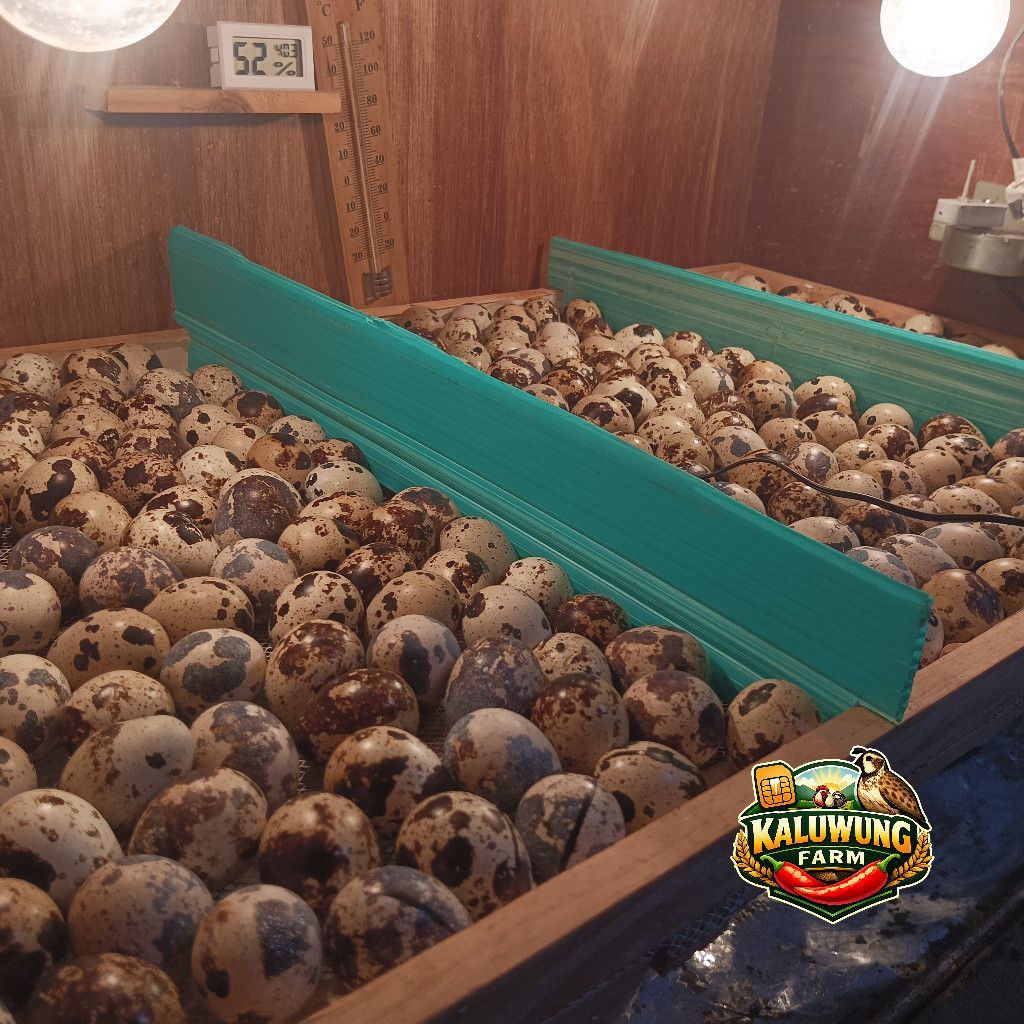 Telur Burung Puyuh petelur Fertil Gps Hitam jenis blaster