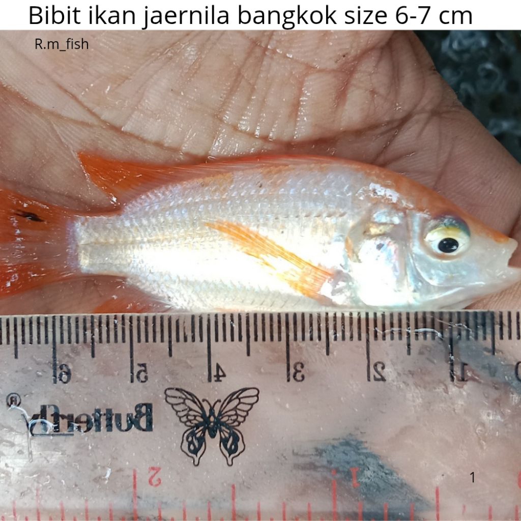 Bibit Ikan Nila Bangkok 6–7 cm | Sehat & Aktif | paket 100+ bonus 10 ekorl Siap Tebar