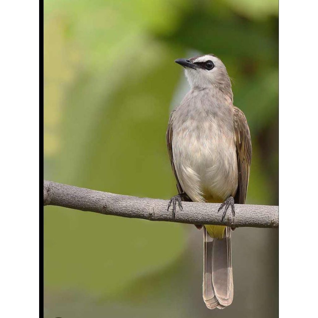 burung trucuk an kebo jantan sudah bunyi