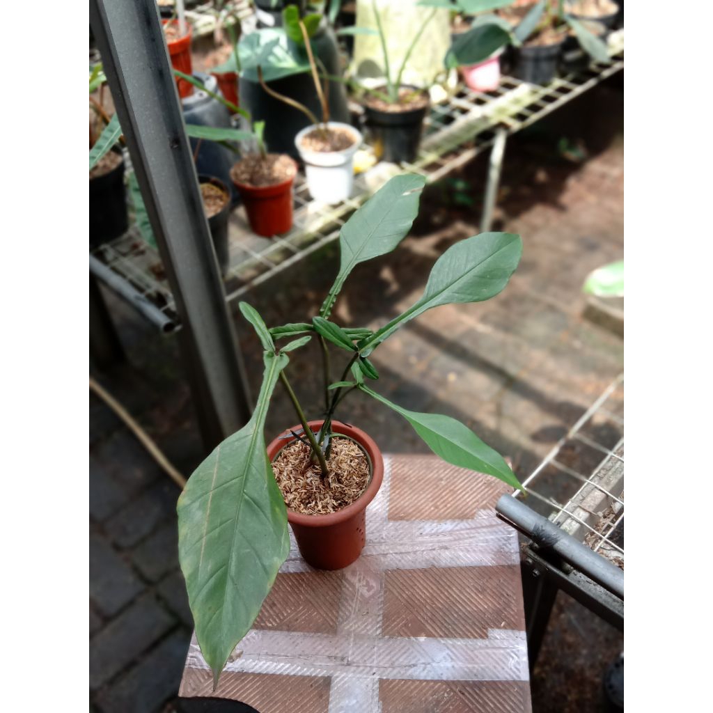PHILODENDRON JOEPII TRAH VARIGATA