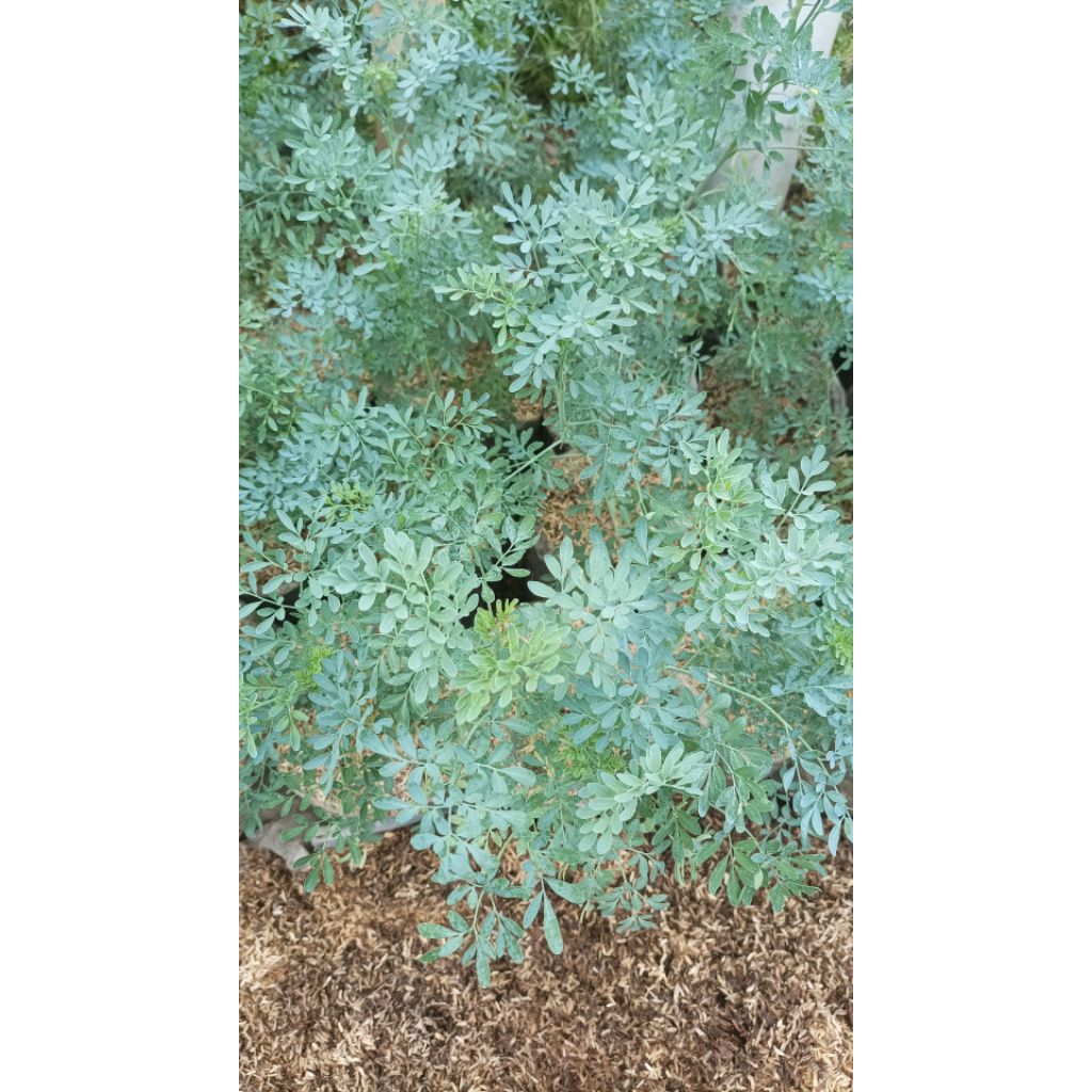 Tanaman obat inggu/caocao