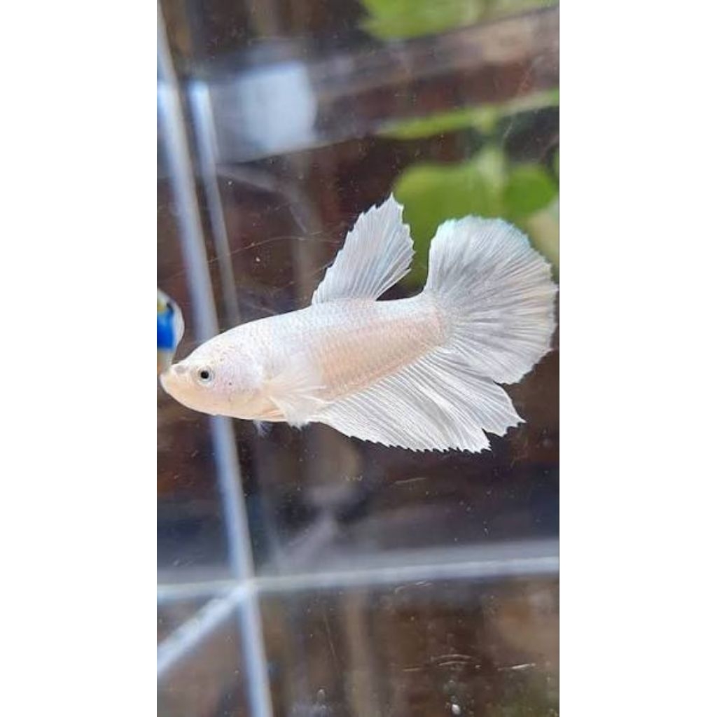 cupang Halfmoon Female WHITE PLATINUM Top Grade