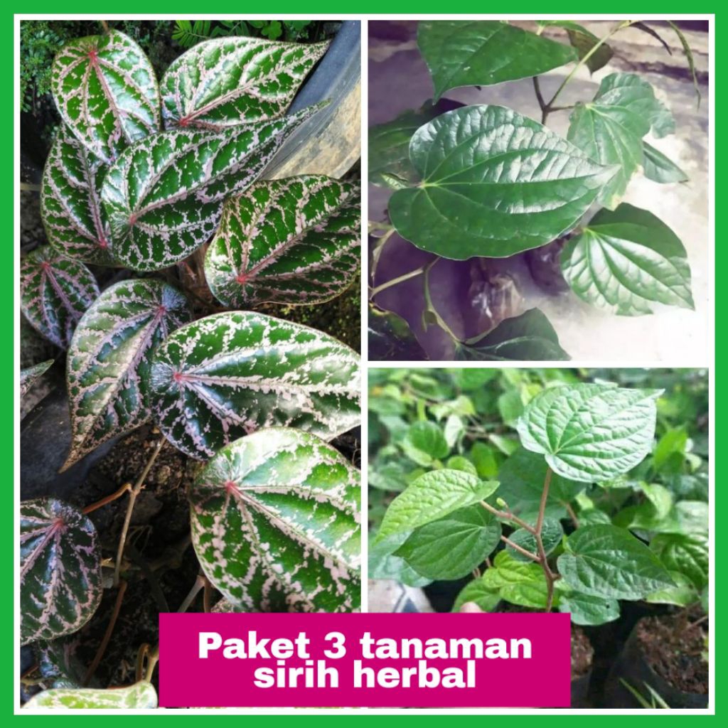 Paket murah 3 Tanaman Sirih — Sirih merah — Sirih hijau — Sirih karuk (Daun cengkaruk)