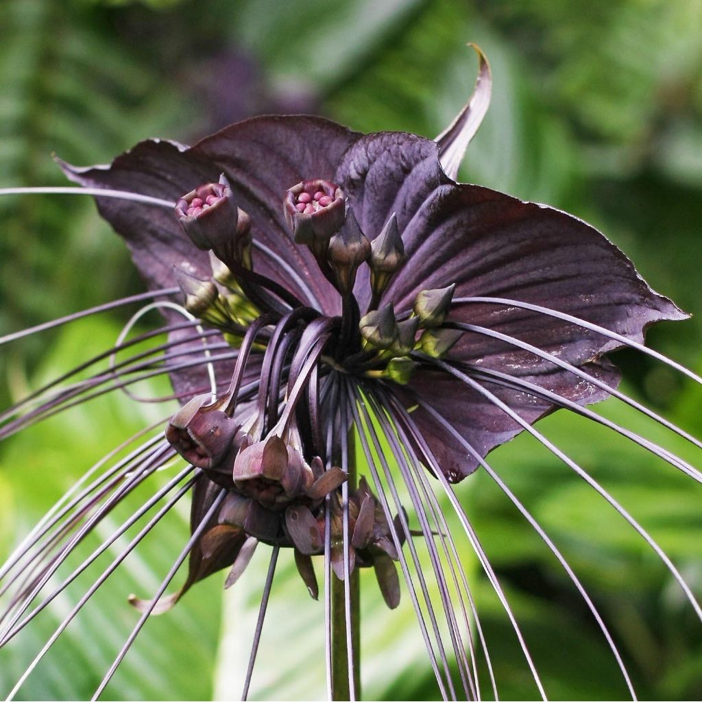 tanaman kelelawar hitam / Tacca Chantrieri Andre