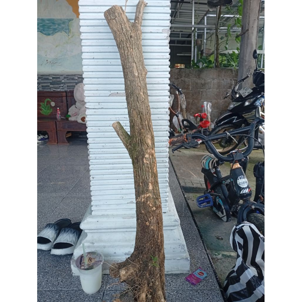 kemuning dongkelan akar batang kemuning lokal bahan bonsai