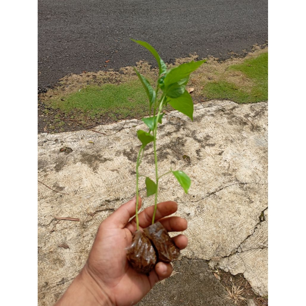 Bibit pohon cabe/pohon cengek pedas