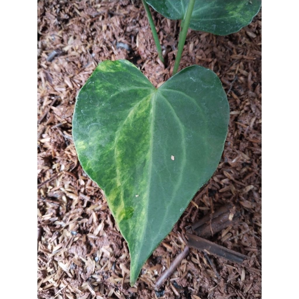 anthurium clarinervium variegata ( karakter bagusb)