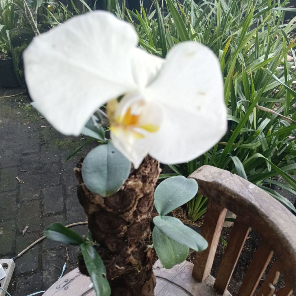 Anggrek Bulan Phalaenopsis amabilis Jawa DEWASA - Bunga Putih Besar, Mudah Dirawat, Siap Berbunga