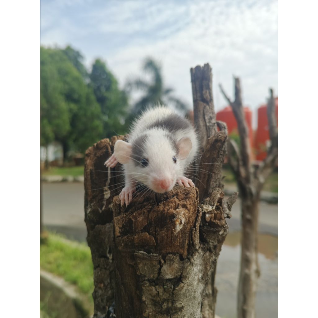 DumboEarRatVarian(Husky)