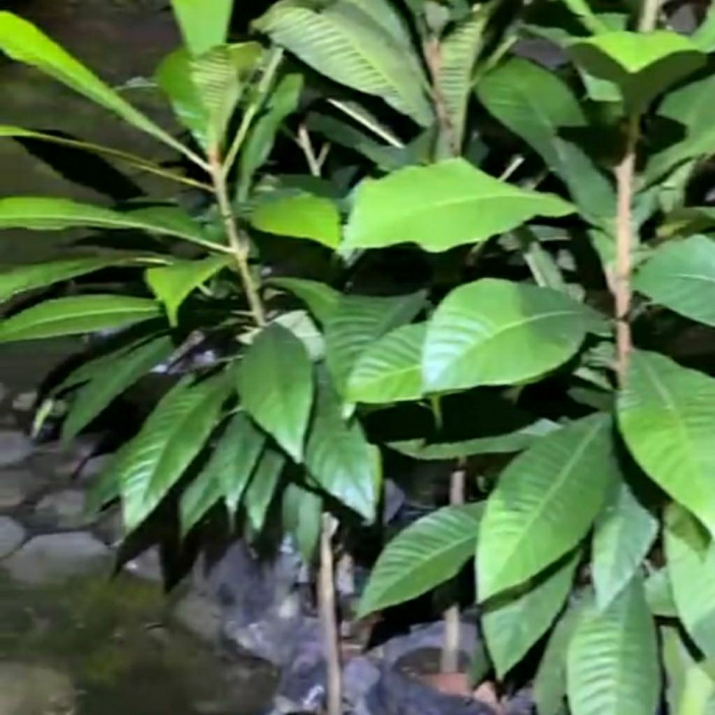 Mamey Sapote Lorito valid