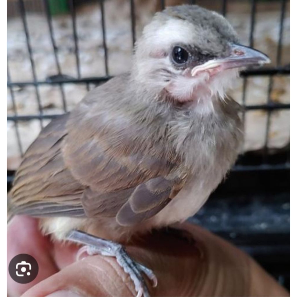 trucuk lolohan/mandiri pilihan jantan