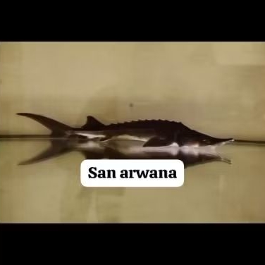 spesial pajangan hiasan aquarium acipenser Sturgeon