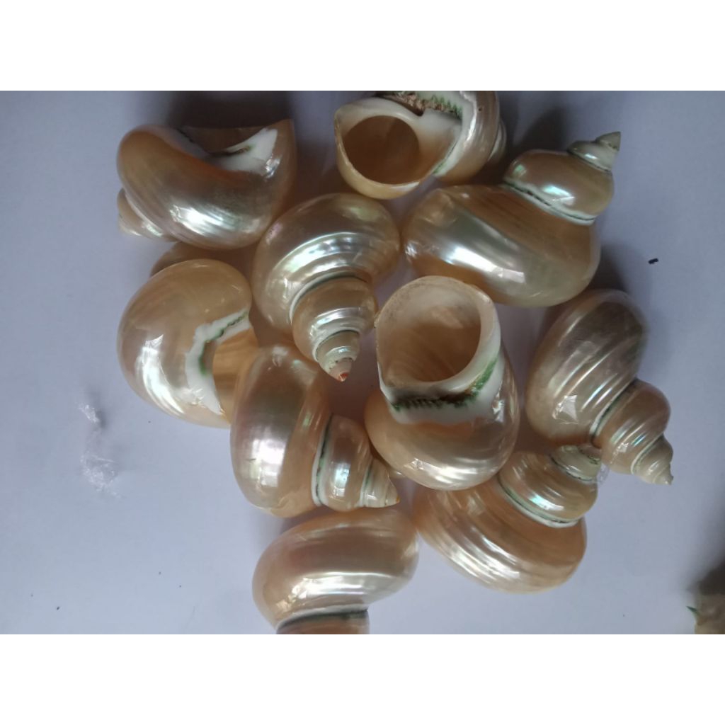 cangkang keong talembu