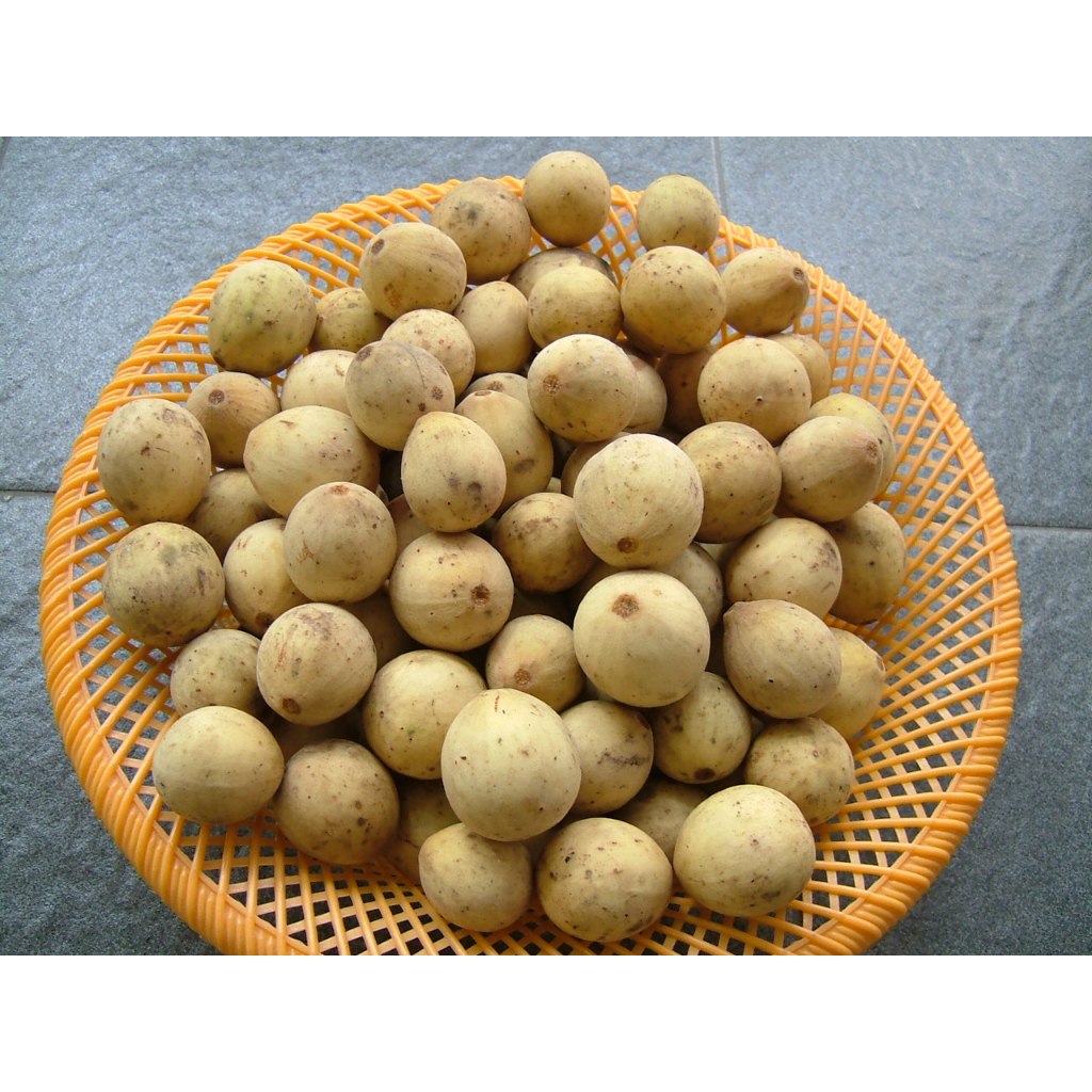 BUAH DUKU (BUAH SEGAR)