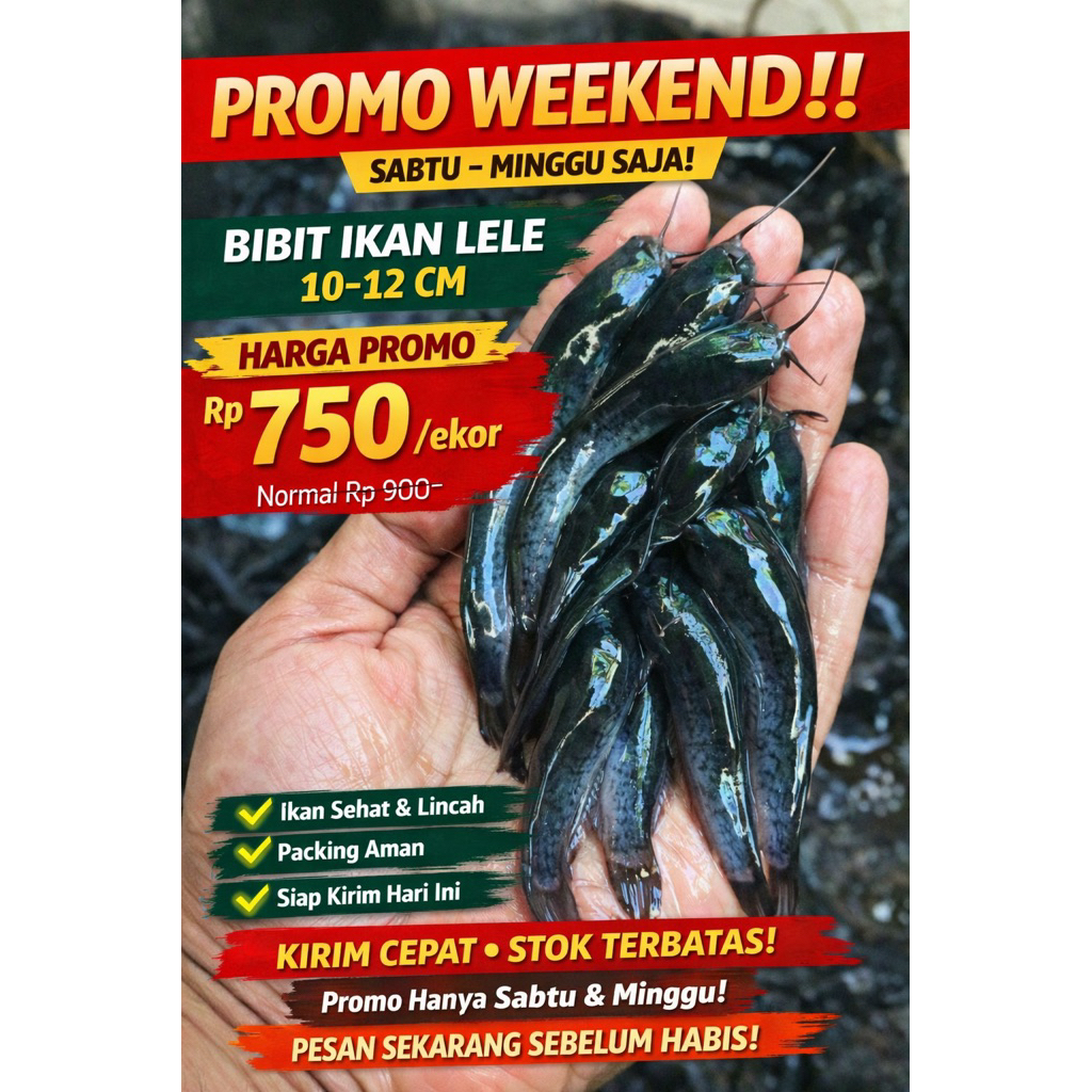 bibit lele sangkuriang 10-12cm sehat lincah semarang