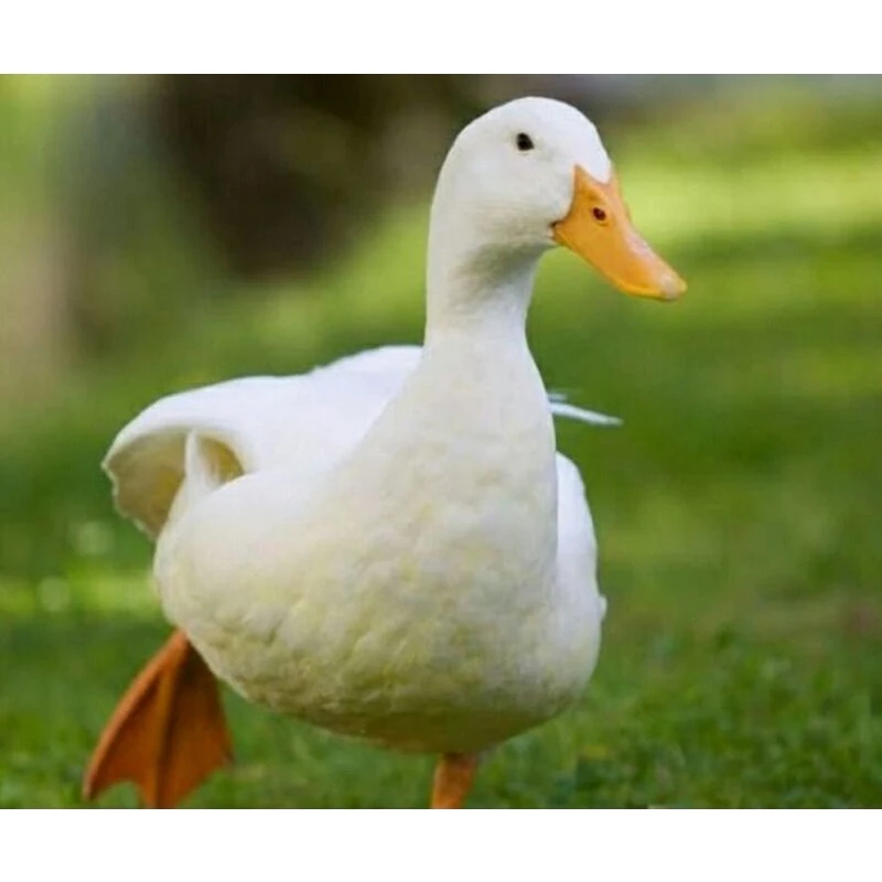 Bebek Peking Hidup Sehat Dan Gesit umur 2 bulan lebih