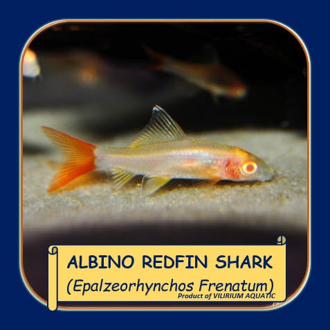 IKAN HIAS AIR TAWAR - REDFIN ALBINO / REDFIN SHARK ALBINO (ALGAEATER / IKAN PEMAKAN ALGA)