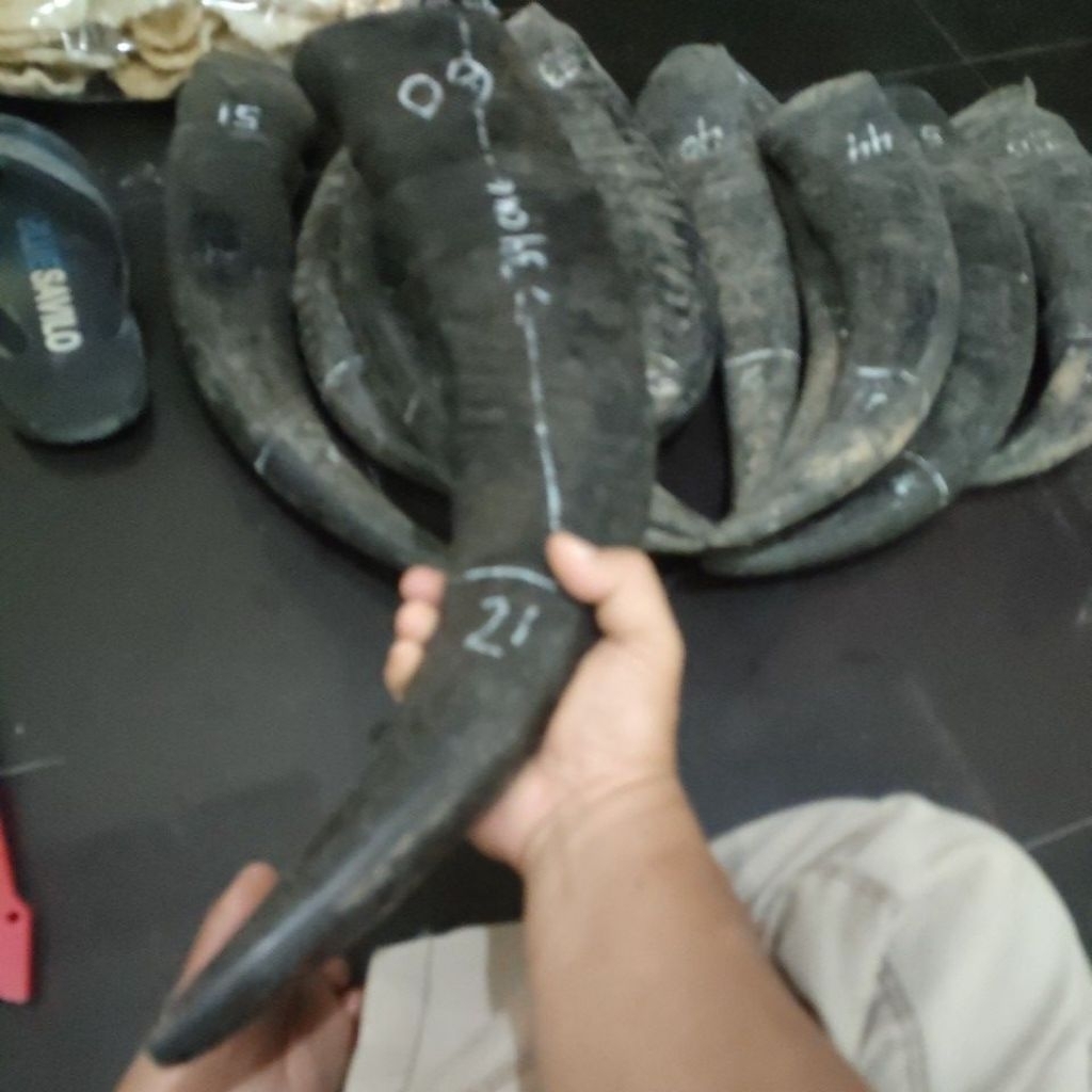 tanduk kerbau cocok untuk gagang dan sarung pisau sembelih