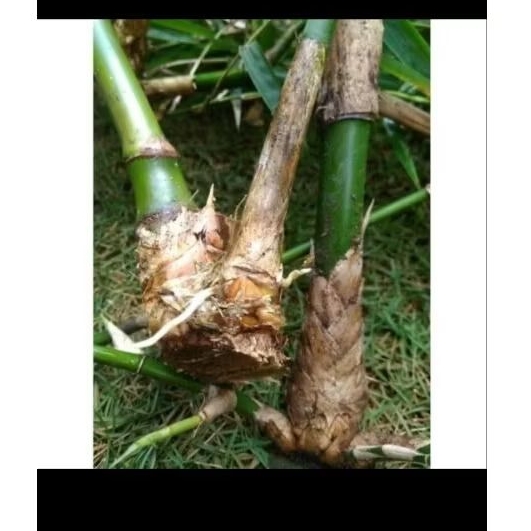 bibit apel hijau ampel hias