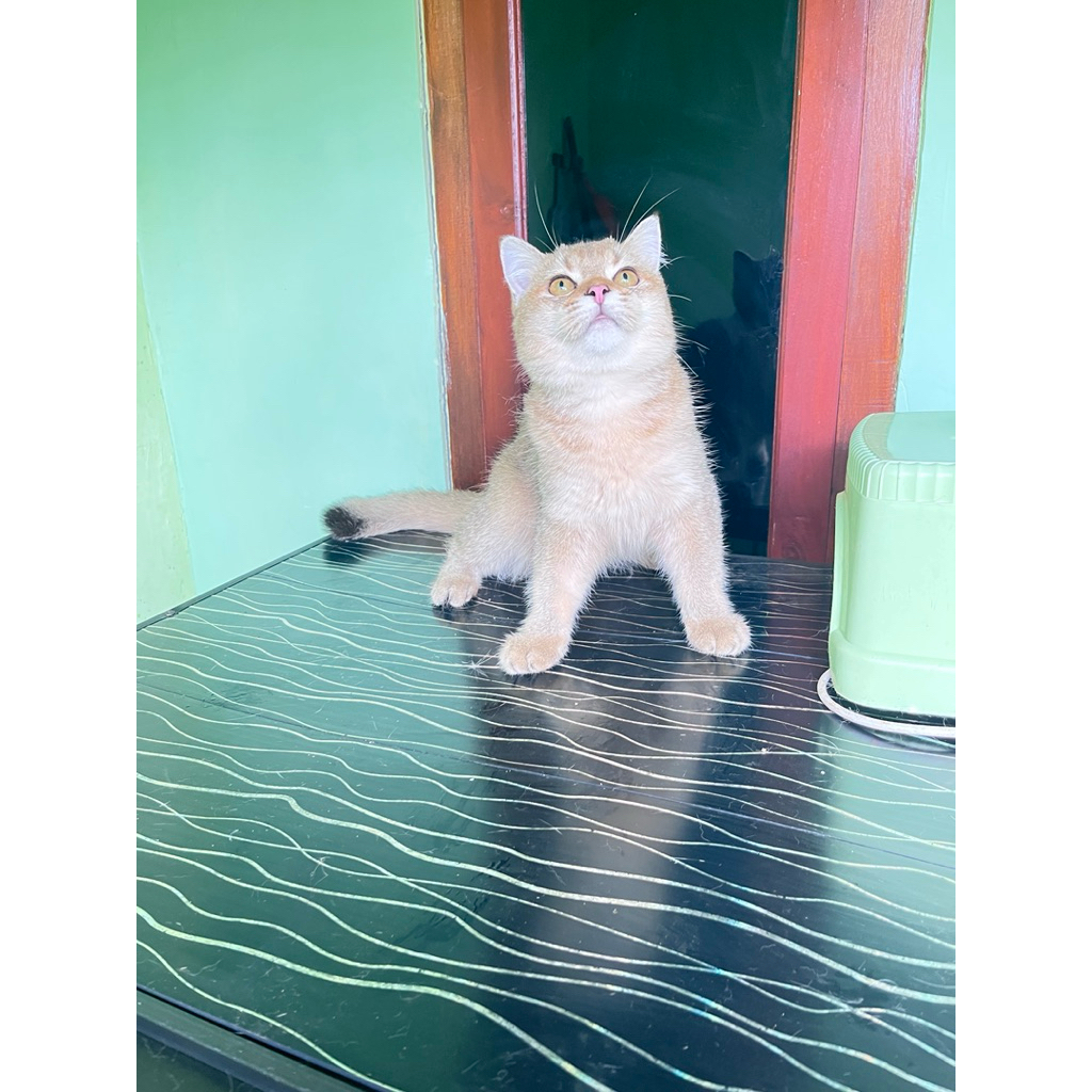 kucing BSH golden shaded vaksin