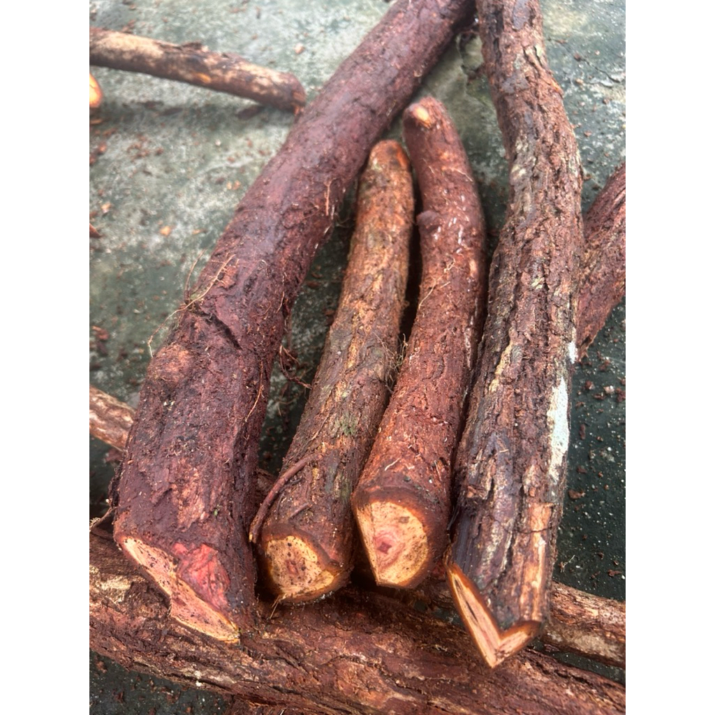 AKAR KAYU BAJAKAH MERAH ASLI KALIMANTAN 1 KG