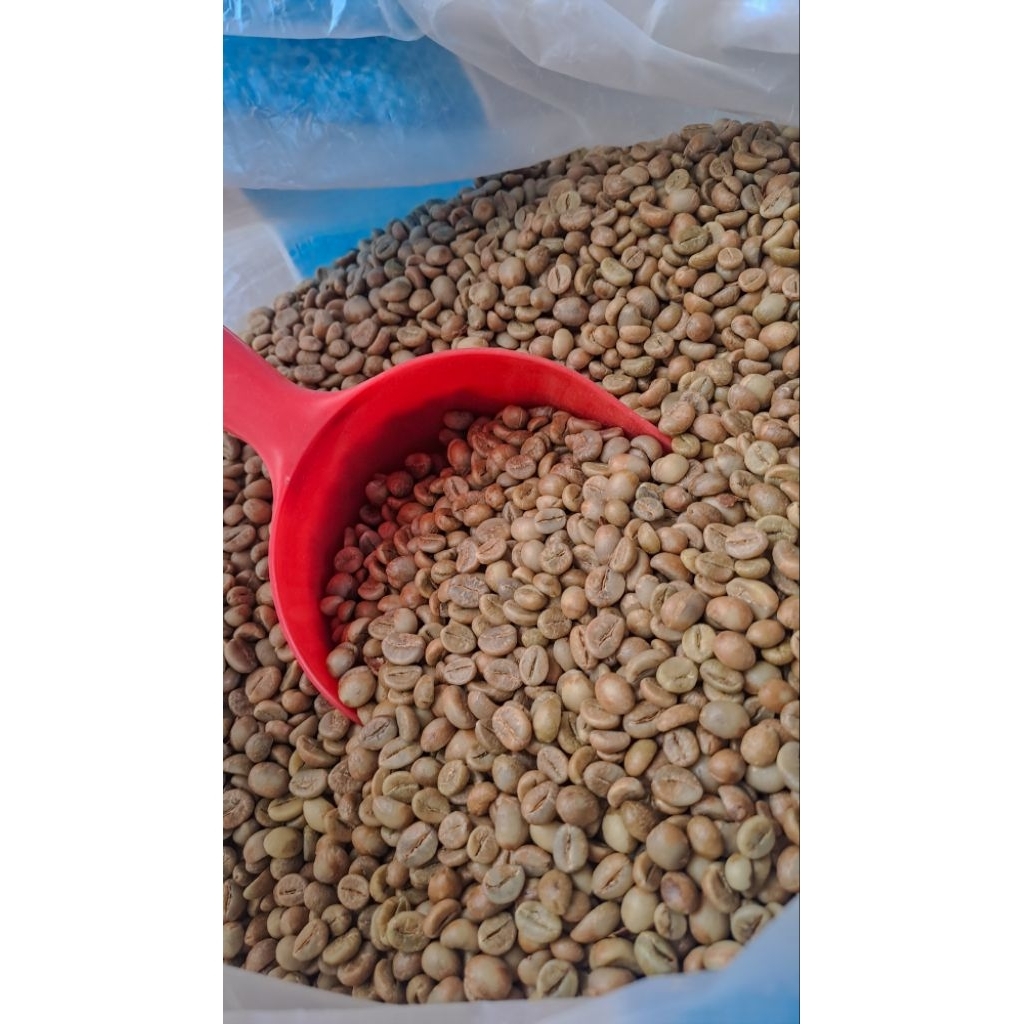 Sampel greenbean fine robusta