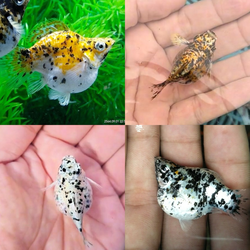 [Chan Aquatic] Ikan Hias Molly Leopard Balon Molly Calico