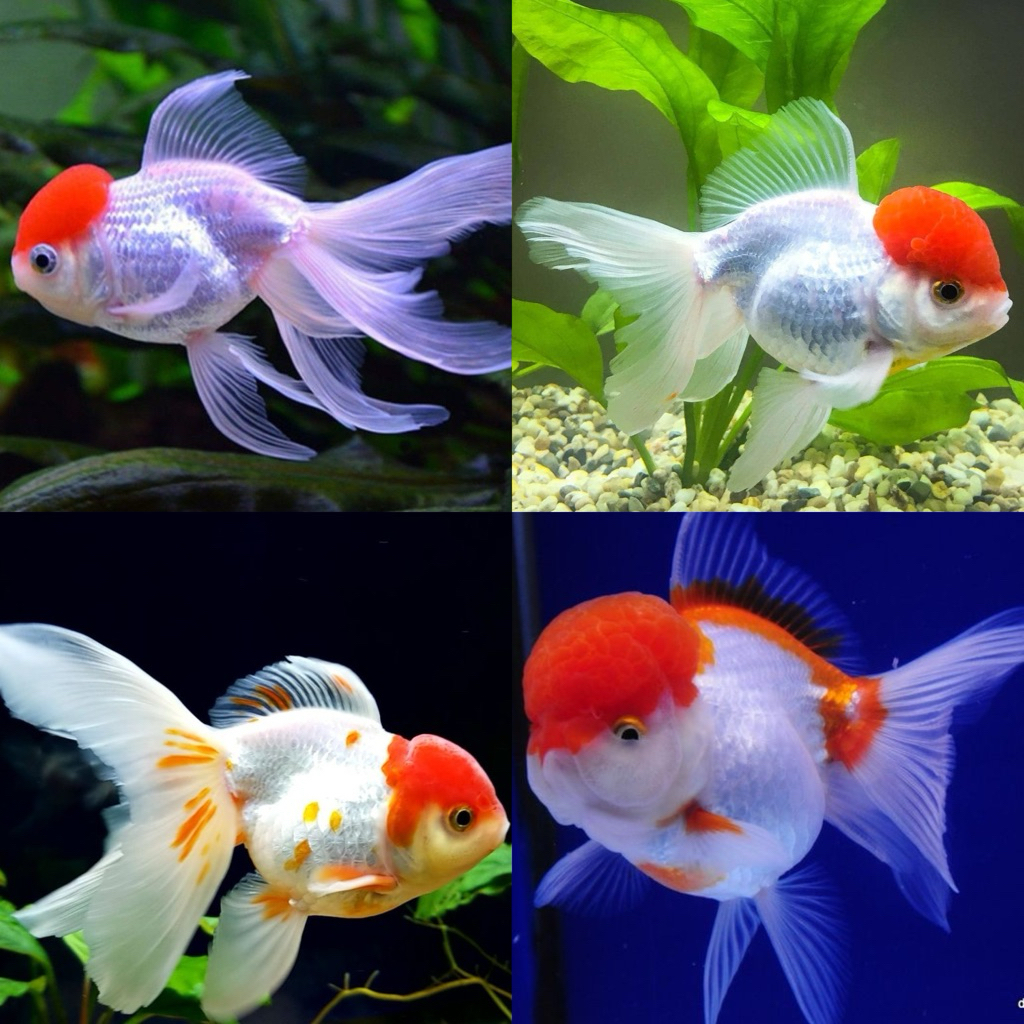[Chan Aquatic] Ikan Hias Koki Oranda Red Cap Goldfish Size M