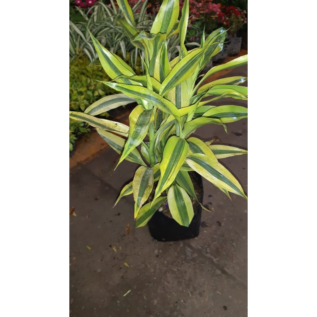 tanaman hias Suji kuning/sari rezeki kuning