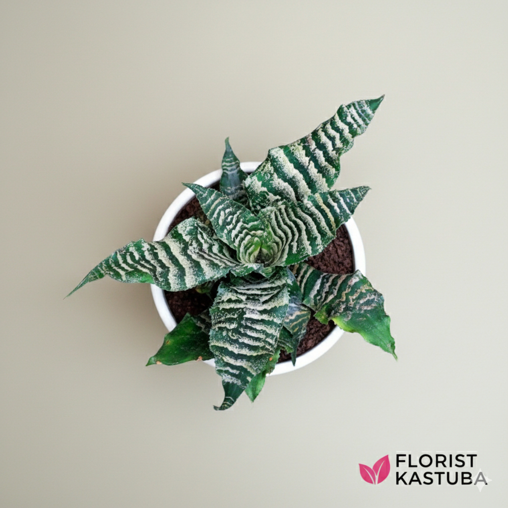 Tanaman Cryptanthus Betty & Zebrina: Koleksi Cryptanthus Langka