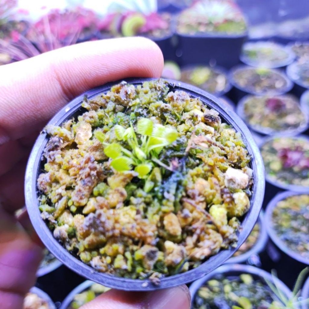 Dionaea Muscipula Crazy Cup Trap/Venus flytrap