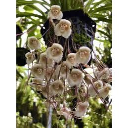 Jual pohon anggrek Dracula Simia, Anggrek Unik yang Menyerupai Wajah Monyet