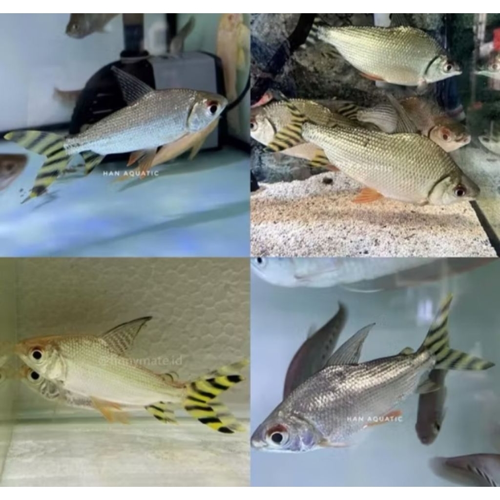 Hiasan Aquarium Yellow Feifeng YFF Size 6-8 cm Ikan Pembersih Lumut Tankmate Predator |Ikan Hias Boz