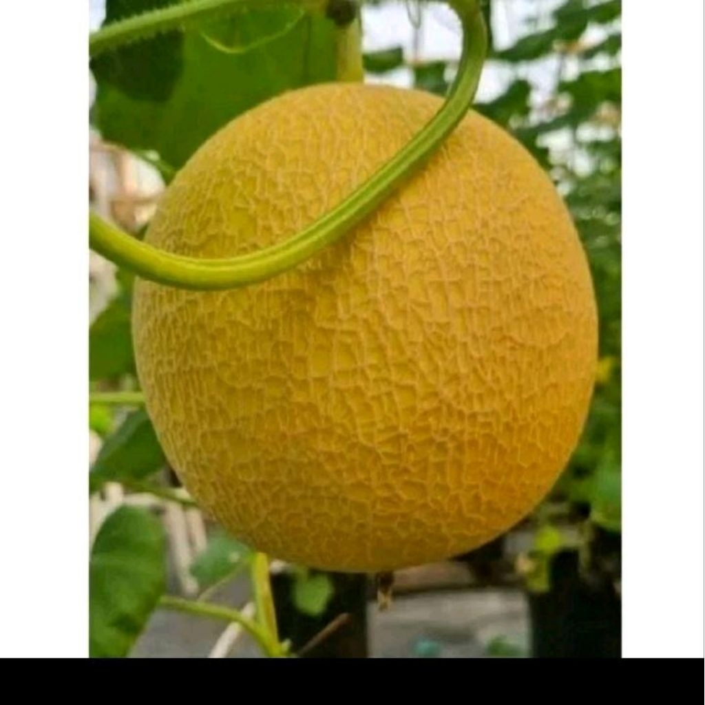 Biji benih melon golden inthanon kemasan premium
